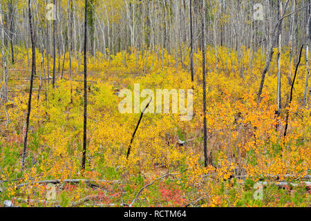 Les gaules Aspen dans une zone d'incendie de forêt en régénération, la route 3 Nord à Yellowknife, Territoires du Nord-Ouest, Canada Banque D'Images