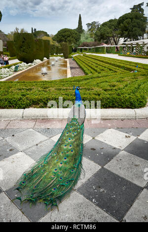 Paon adultes debout dans les jardins de Cecilio Rodriguez, situé dans le parc du Retiro, à Madrid, Espagne. Banque D'Images