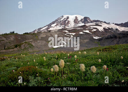 WA15763-00...WASHINGTON - indian paintbrush anémones et de l'Ouest dans une prairie située le long du Glacier Paradise Trail sur la crête du mont Mazama Rainie Banque D'Images