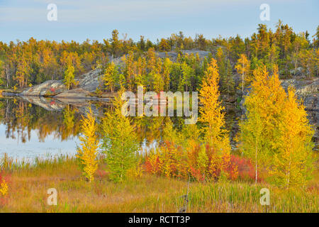 Au début de l'automne en couleur, mélèze, peuplier faux-tremble et le bouleau glanduleux, Yellowknife, Territoires du Nord-Ouest, Canada