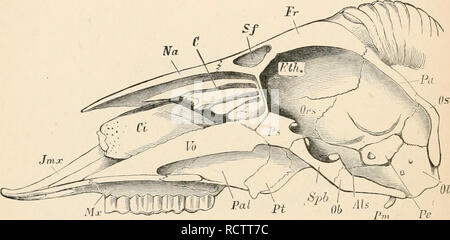 . Texte élémentaire-livre de zoologie. Zoologie. .276 MAMMALIA. du crâne à la place de la cloison interorbitale étendre vers l'avant dans la région de l'ethmoïde. Ainsi, il arrive que l'ethmoïde (lamina cribrosa] constitue la limite de la partie inférieure et antérieure du crâne (fig. r.liS). Les os peuvent également être une partie essentielle de communes la cavité crânienne, puisque non seulement l'petrous et une partie de l'rnastoid*, mais aussi le grand squamosales occupent l'espace restant entre l'alisphenoids exoccipitals et. L'occipital s'articule toujours avec la première vertèbre cervicale (atlas) par deux coi Banque D'Images