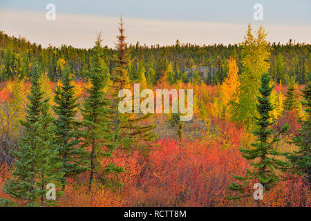 Au début de l'automne en couleur, mélèze, peuplier faux-tremble et le bouleau glanduleux, Yellowknife, Territoires du Nord-Ouest, Canada