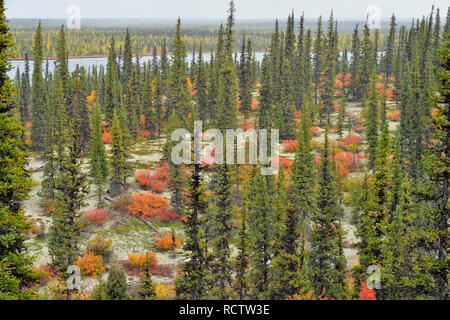 Feuillage de l'automne (bouleau nain) dans une forêt d'épinettes, de l'Arctique Haven Lodge, Lake Ennadai, Nunavut, Canada Banque D'Images