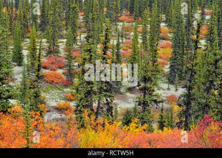 Feuillage de l'automne (bouleau nain) dans une forêt d'épinettes, de l'Arctique Haven Lodge, Lake Ennadai, Nunavut, Canada Banque D'Images