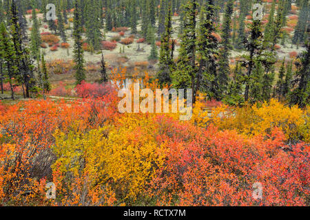 Feuillage de l'automne (bouleau nain) dans une forêt d'épinettes, de l'Arctique Haven Lodge, Lake Ennadai, Nunavut, Canada Banque D'Images