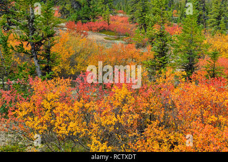 Feuillage de l'automne (bouleau nain) dans une forêt d'épinettes, de l'Arctique Haven Lodge, Lake Ennadai, Nunavut, Canada Banque D'Images