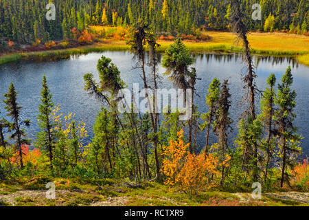 Un étang avec feuillage automne boréaux près du lac Ennadai, Arctique Haven Lodge, Lake Ennadai, Nunavut, Canada Banque D'Images