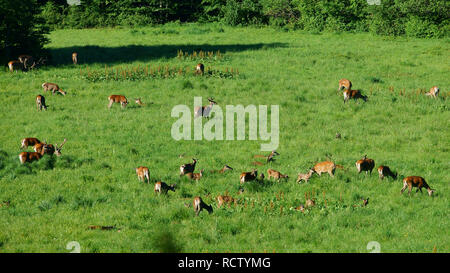 Red Deer (Cervus elaphus). Troupeau de cerfs dans un pré. Bieszczady. Pologne Banque D'Images