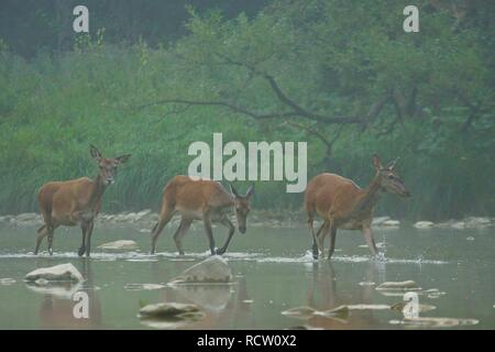 Red Deer (Cervus elaphus). Hind rouge dans l'eau. Bieszczady. Pologne Banque D'Images