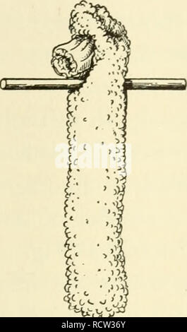 . Éléments de biologie, avec référence spéciale à leur rôle dans la vie des animaux. Biologie ; Zoologie. . Veuillez noter que ces images sont extraites de la page numérisée des images qui peuvent avoir été retouchées numériquement pour plus de lisibilité - coloration et l'aspect de ces illustrations ne peut pas parfaitement ressembler à l'œuvre originale.. Buchanan, James William, 1888-. New York, Londres, Harper & Brothers. Banque D'Images