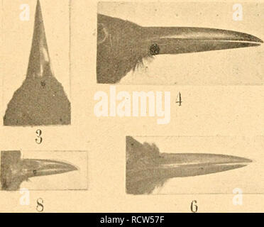 . De vogels van Suriname, Guyana (Cayenne) en Côte d'Azur. Les oiseaux. . Veuillez noter que ces images sont extraites de la page numérisée des images qui peuvent avoir été retouchées numériquement pour plus de lisibilité - coloration et l'aspect de ces illustrations ne peut pas parfaitement ressembler à l'œuvre originale.. Penard, Frederik Paul ; Penard, Arthur Philip. Paramaribo : E. P. Penard ; Banque D'Images