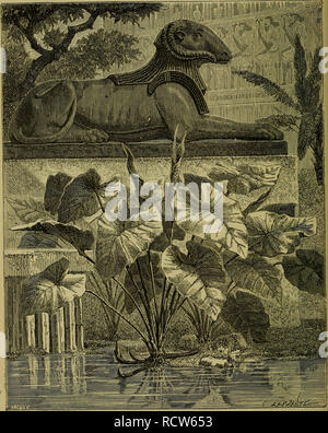 . De voeding der planten. Les plantes. 132 DE BEWEGING VAN HET WATEA. Fie. 62.. Colocasia esculenta.. Veuillez noter que ces images sont extraites de la page numérisée des images qui peuvent avoir été retouchées numériquement pour plus de lisibilité - coloration et l'aspect de ces illustrations ne peut pas parfaitement ressembler à l'œuvre originale.. Hugo de Vries,, 1848-1935. Haarlem : H. D. Tjeenk Willink Banque D'Images