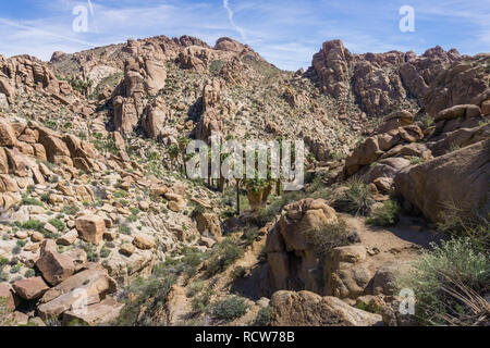 Oasis de palmiers perdu, Joshua Tree National Park, Californie Banque D'Images