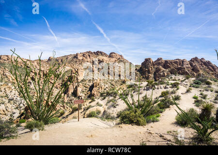 La société (Fouquieria splendens) les plantes à l'entrée de l'oasis de palmiers perdu canyon, le parc national Joshua Tree, Californie Banque D'Images