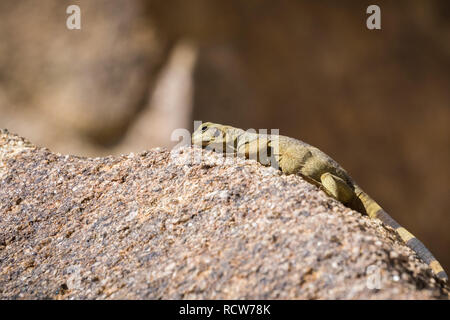 Les jeunes Chuckwalla (Sauromalus ater commune) allongé sur un rocher, Joshua Tree National Park, Californie Banque D'Images