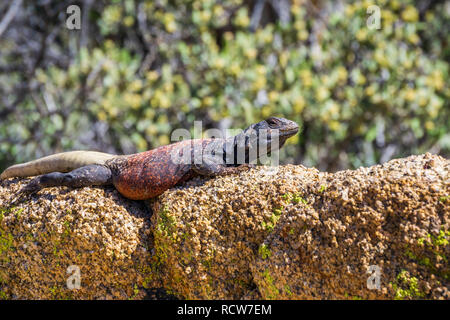 Chuckwalla (Sauromalus ater commune) mâle adulte allongé sur un rocher, Joshua Tree National Park, Californie Banque D'Images