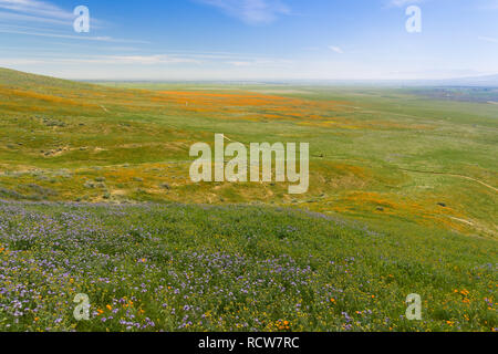 Fleurs sauvages sur les collines en fleurs au printemps, en Californie Banque D'Images