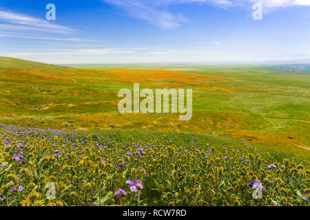Fleurs sauvages sur les collines en fleurs au printemps, en Californie Banque D'Images