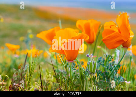 Close up de coquelicots de Californie (Eschscholzia californica) pendant les temps de floraison, Antelope Valley California Poppy Réserver Banque D'Images