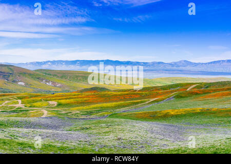 Fleurs sauvages sur les collines en fleurs au printemps, en Californie Banque D'Images