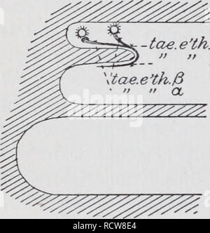 . Le développement de l'mesonephras et le conduit de Müller dans Amphibia. Les amphibiens. - Toe. e'tes. Veuillez noter que ces images sont extraites de la page numérisée des images qui peuvent avoir été retouchées numériquement pour plus de lisibilité - coloration et l'aspect de ces illustrations ne peut pas parfaitement ressembler à l'œuvre originale.. Hall, Robert William, 1872-. Cambridge, Mass. : [s. n. ] Banque D'Images