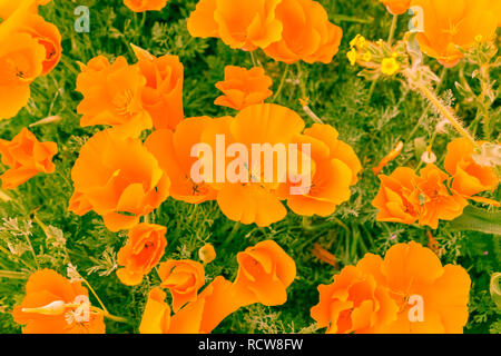 Vue de dessus de grands coquelicots de Californie (Eschscholzia californica) pendant les temps de floraison, Antelope Valley California Poppy Réserver Banque D'Images