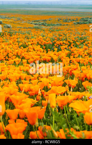 Domaines de pavot de Californie (Eschscholzia californica) pendant les temps de floraison, Antelope Valley California Poppy Réserver Banque D'Images