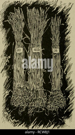 . Éléments de l'agriculture ; un texte-livre pour les écoles publiques. L'agriculture. 38 ÉLÉMENTS D'AORTCULTT ÊTES.. Fig, 16. Dessin d'une photo, montrant la différence en ré- sultats obtenus à partir de différentes qualités de blé de semence. No 30 est à partir de semences qui a été gelé avant maturité. No 401^ a grandi à partir de blé dur, 1 pas de même race que nos 30 et " No 36 a grandi à partir de semences qui a été l'humidité de la pile L'intensité dans chaque cas, indique la quantité de grain qui Frew sur une tige d'une perceuse PBE&gt ;. Veuillez noter que ces images sont extraites de la page numérisée des images qui peuvent avoir été retouchées numériquement pour rea Banque D'Images