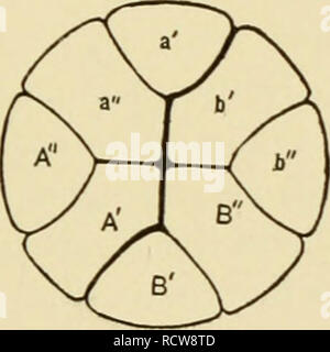. Le développement de l'œuf de grenouille ; une introduction à l'embryologie expérimentale. L'embryologie. . Veuillez noter que ces images sont extraites de la page numérisée des images qui peuvent avoir été retouchées numériquement pour plus de lisibilité - coloration et l'aspect de ces illustrations ne peut pas parfaitement ressembler à l'œuvre originale.. Morgan, Thomas Hunt, 1866-1945. New York, The Macmillan Company ; [etc. , Etc. ] Banque D'Images