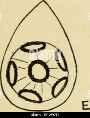 . Le développement de l'œuf de grenouille ; une introduction à l'embryologie expérimentale. L'embryologie. . Veuillez noter que ces images sont extraites de la page numérisée des images qui peuvent avoir été retouchées numériquement pour plus de lisibilité - coloration et l'aspect de ces illustrations ne peut pas parfaitement ressembler à l'œuvre originale.. Morgan, Thomas Hunt, 1866-1945. New York, The Macmillan Company ; [etc. , Etc. ] Banque D'Images