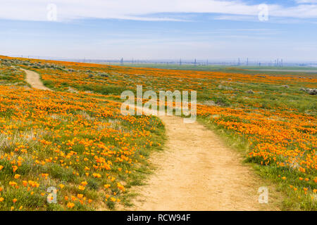 Trail sur les collines de l'Antelope Valley California Poppy Réserve lors des temps de floraison Banque D'Images