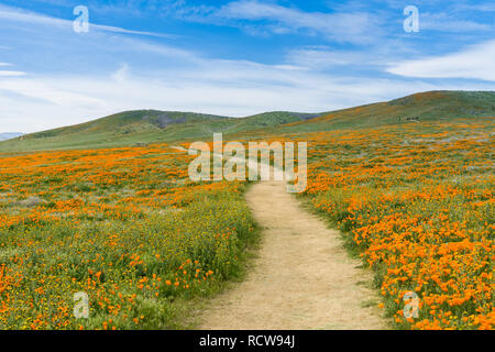 Trail sur les collines de l'Antelope Valley California Poppy Réserve lors des temps de floraison Banque D'Images