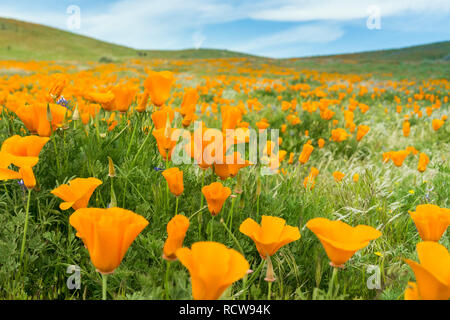 Domaines de pavot de Californie (Eschscholzia californica) pendant les temps de floraison, Antelope Valley California Poppy Réserver Banque D'Images