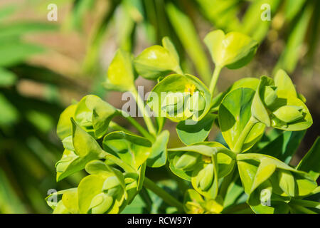 Euphorbia characias 'Wulfenii' d'ornement à fleurs, en Californie Banque D'Images