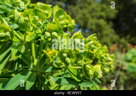 Euphorbia characias 'Wulfenii' d'ornement à fleurs, en Californie Banque D'Images