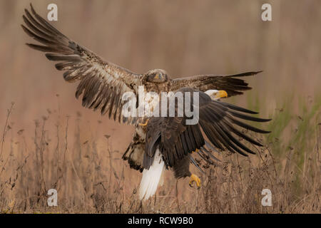 Deux Pygargues à tête blanche (Haliaeetus leucocephalus) bataille de territoire et de l'alimentation dans le nord-ouest du Pacifique Banque D'Images