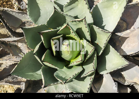 Vue aérienne de la plante d'agave, Californie Banque D'Images