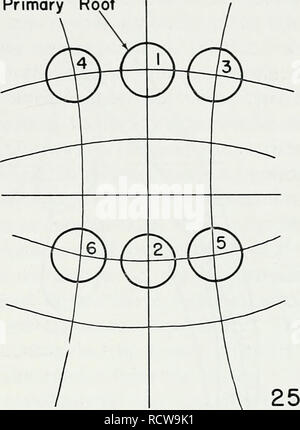 . L'anatomie développementale de l'Isoetes. L'Isoetes, la botanique. Racine racine primaire primaire. Fig. 24 et 25. Représentations schématiques de la position relative des six premières racines de les sporophytes de Isoefes. Les emplacements sont provisoirement placées en série et en orthostichies. Fig. 24. L'emplacement des premières six racines de I. laciisfris selon Hofmeister (1862). Les sites d'initiation des racines de deux orthos- tichies peut être en phase dans la production de primordia sur alteiTiate côtés du méristème basal. Fig. 25. L'emplacement des premières six racines de /. engelmanni selon Baldwin (1933). Les sites Banque D'Images