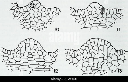 . L'anatomie développementale de l'Isoetes. L'Isoetes, la botanique. 28 L'anatomie développementale de l'IsoeteS. Fig. 10, 11, 12 et 13. Répartiteurs de plantes matures de 7. howellii comme vu dans des coupes longitudinales. Fig. 10 et 11. Répartiteurs montrant divisions périclines dans la couche superficielle de l'apex. X 400. Fig. 12 et 13. Répartiteurs de plantes plus grandes que celles de figues. 10 et 11, montrant une augmentation en nombre ou en largeur de cellule fichiers vers le sommet comme l'expression d'expansion latérale dans la région du sommet. X 350. Ces dérivés pourraient produire de nouvelles cellules à la fois verticalement et horizon- l'extrémité dans le tally Banque D'Images