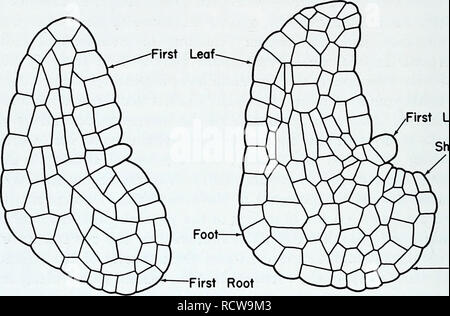 . L'anatomie développementale de l'Isoetes. L'Isoetes, la botanique. 16 L'AFFECTATION DE Anatomie d'IsOCteS de la feuille et la partie de la base des feuilles de revêtement qui s'affiche dans la section (fig. 4). Aucune distinction ne peut être faite entre les cellules qui vont donner naissance à l'apex de la tige et ceux qui fourniront le deuxième primordium foliaire. La Motte (1937) a émis l'hypothèse que l'axe de la tige rudimentaire est parallèle à l'axe de la première feuille, parce que la deuxième feuille émerge parallèlement à la première feuille. J'ai redessiné l'une de ses figures comme figure 3.. Ligule gaine de la première feuille, racine première Figs. 3 Banque D'Images