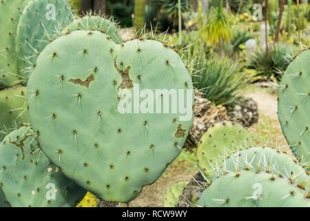 Cactus en forme de coeur leaf Banque D'Images