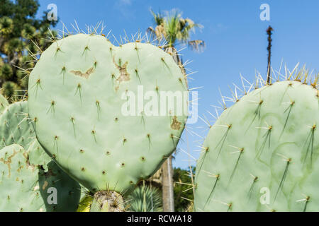 Cactus en forme de coeur leaf Banque D'Images