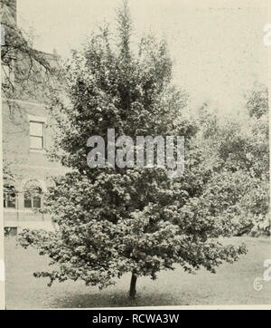 . Catalogue descriptif. Catalogues de pépinière ; horticulture ; Catalogues Catalogues Catalogues de jardinage ; arbres ; fleurs ; Catalogues Catalogues arbustes ; fruits-culture catalogues ; pépinières (Horticulture) Iowa Shenandoah. Scarlet Double Thorn. (Voir page 25.) Le sang d'eau feuilles de hêtre. (Voir page 26.) des plus belles, d'autres très belles variétés de crabes de floraison ; arbre de taille moyenne, couverts au début du printemps avec de grandes, belles, double fra- subvention de fleurs, d'une délicate couleur rose. L'acquisition d'un grand- tion à une pelouse ; s'épanouit quand assez jeune. QUERCUS Chêne Pin Oak (Q. Palustris)-feuillage vert profond, finement divisé Banque D'Images