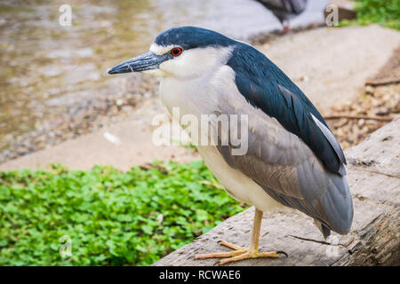 Close up of Bihoreau gris - Nycticorax, Lake Merritt, Oakland, Californie Banque D'Images