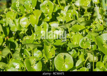 Miner la mâche, pourpier d'hiver indien ou la laitue (Claytonia perfoliata chez) croissant sur un pré, Californie Banque D'Images