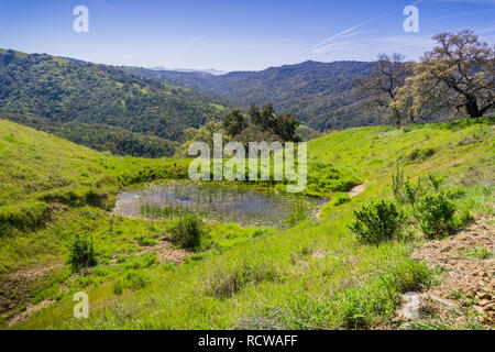 Collines et vallées verdoyantes dans Henry Coe State Park, Californie Banque D'Images