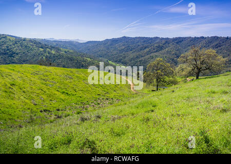 Collines et vallées verdoyantes dans Henry Coe State Park, Californie Banque D'Images