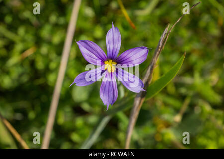 Close up of Blue-Eyed Grass (Sisyrinchium bellum) floraison de fleurs sauvages au printemps, en Californie Banque D'Images