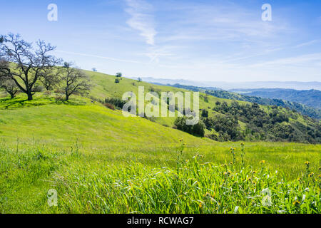 Collines et vallées verdoyantes dans Henry Coe State Park, Californie Banque D'Images