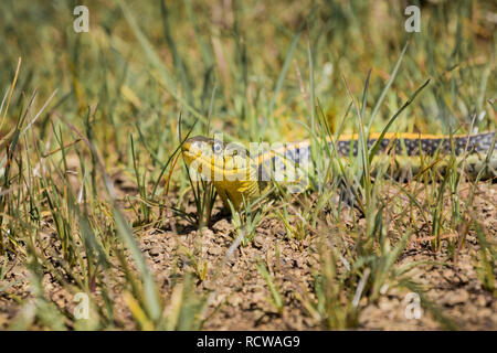 La couleuvre rayée (Thamnophis atratus) zaxanthus au soleil par une journée chaude, la baie de San Francisco, Californie Banque D'Images